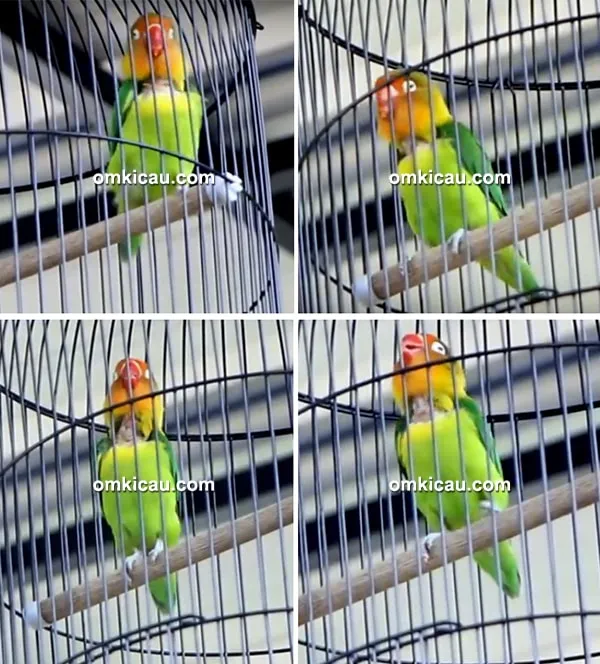 Lovebird Kiranty
