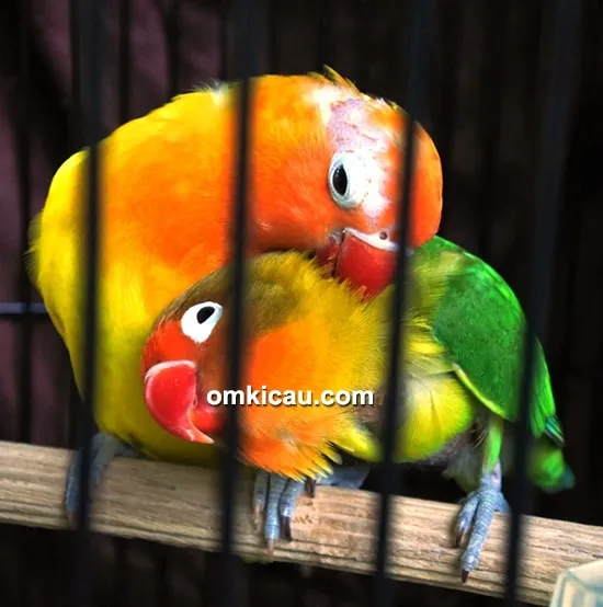 Lovebird Kiranty