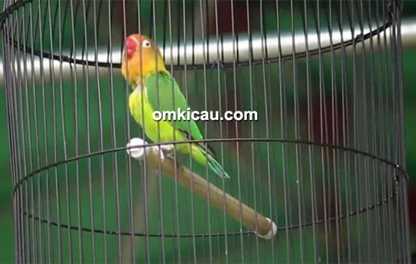 Lovebird Kiranty Lovebird Kiranty