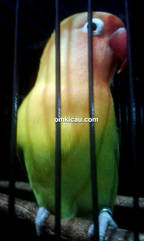Lovebird Noni Lovebird Noni