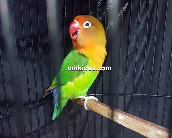 ternak lovebird
