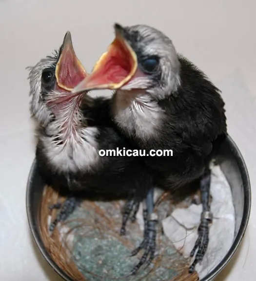 Anakan burung poksay sumatera