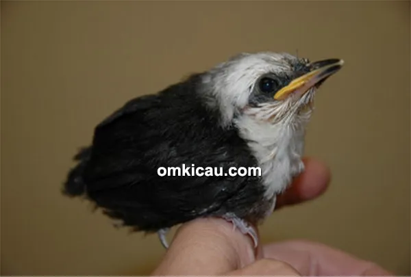 Anakan burung poksay sumatera