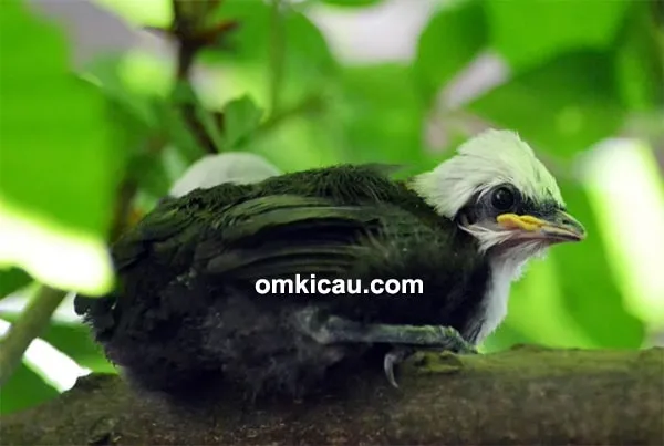 Anakan burung poksay sumatera