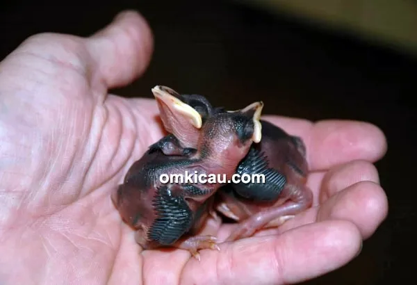 Anakan burung poksay sumatera