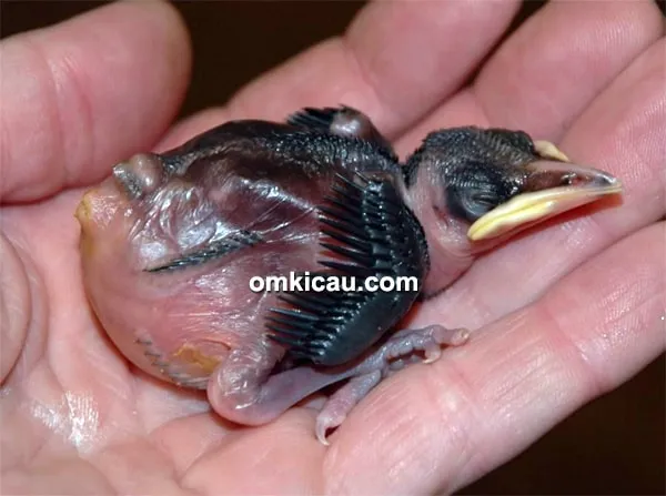Anakan burung poksay sumatera
