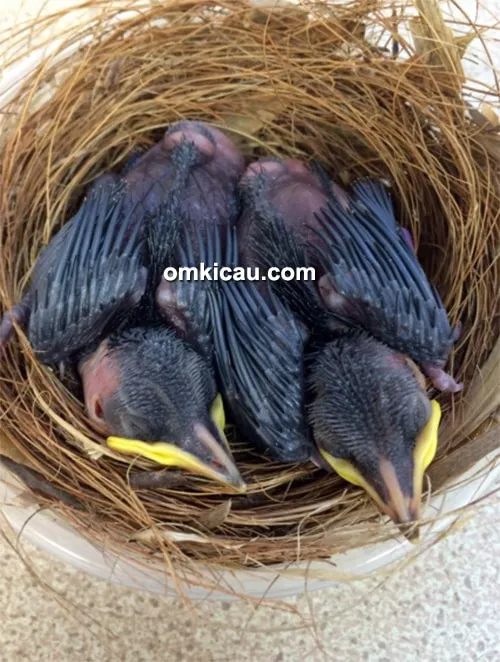 Anakan burung poksay sumatera