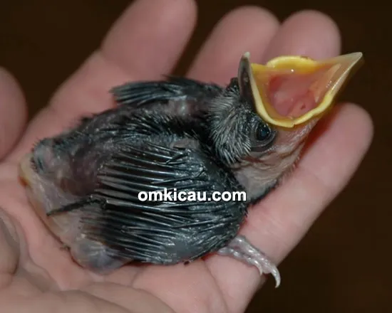 Anakan burung poksay sumatera
