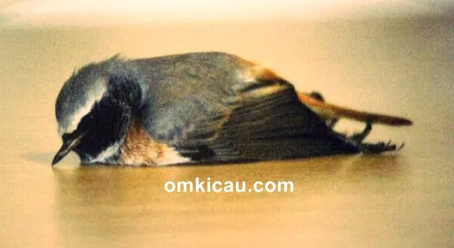 cara menangani burung ngedrop akibat kehabisan air minum cara menangani burung ngedrop akibat kehabisan air minum