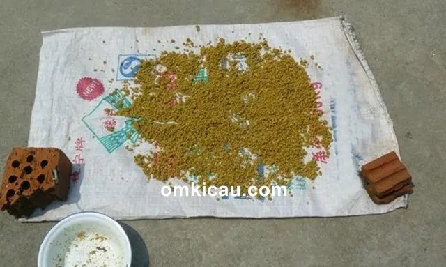 meningkatkan nilai gizi voer Pengeringan dengan cara dijemur
