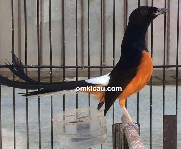 breeding murai batu