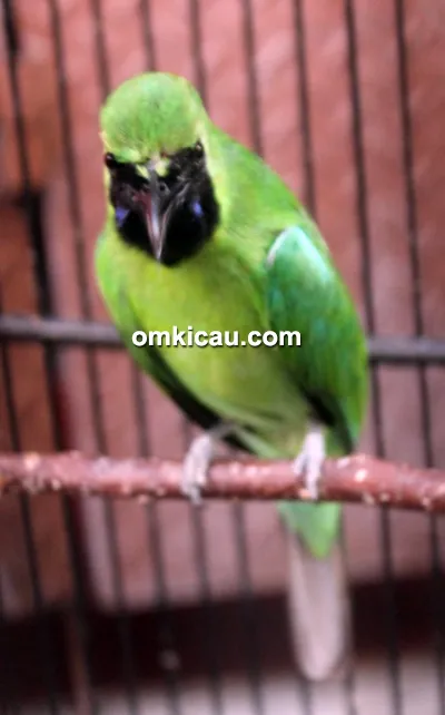 Cucak hijau Kolor Ijo