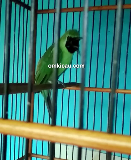 Cucak ijo Jabrik Cucak ijo Jabrik