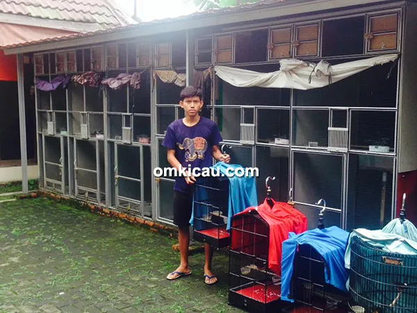 kandang ternak murai batu