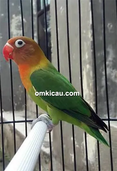 Lovebird Dewi Tan