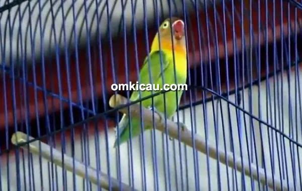 Lovebird Ewon Lovebird Ewon