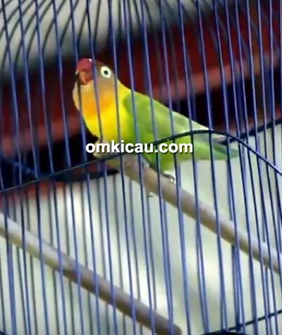 cara merawat burung lovebird