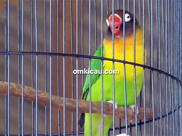 Lovebird Sak Masek Lovebird Sak Masek