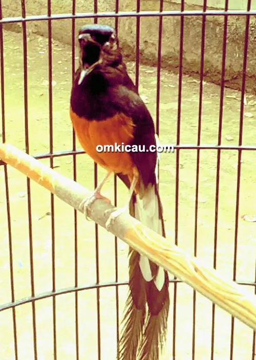 Murai batu Anak Tangsel (ATS)