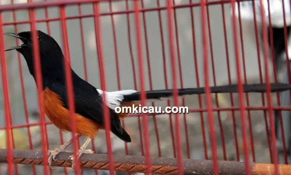 Murai batu Turkey