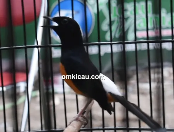 murai batu Bodrex