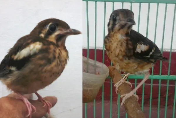 perkembangan burung anis kembang perkembangan burung anis kembang