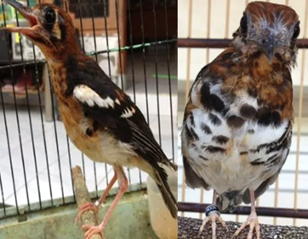 perkembangan burung anis kembang perkembangan burung anis kembang