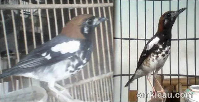 perkembangan burung anis kembang perkembangan burung anis kembang