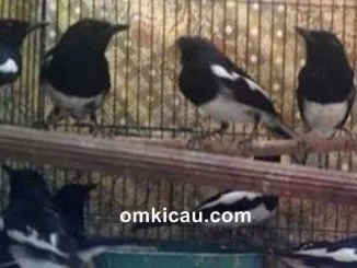 Burung kacer bakalan