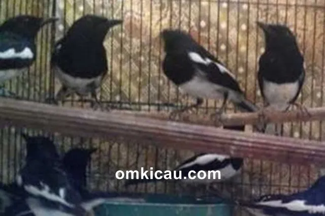 cara melatih burung kacer bakalan cara melatih burung kacer bakalan