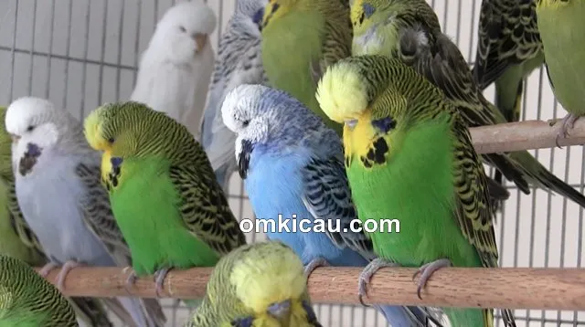 burung parkit cenderung berwarna hijau burung parkit cenderung berwarna hijau