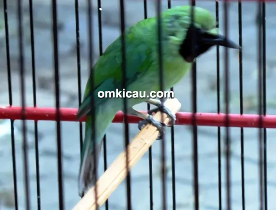 Cucak ijo Bir Bintang