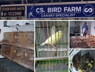 CS Bird Farm Semarang