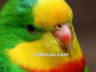 Mengatasi penyekit gondok pada burung piaraan