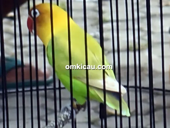 lovebird Persebaya Lovebird Persebaya