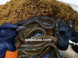 Belut bisa diolah menjad pakan tambahan untuk burung kicauan