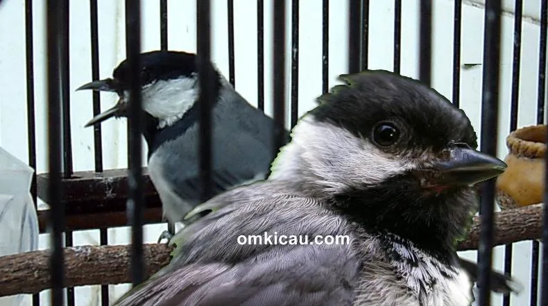 perawatan burung gelatik batu bakalan perawatan burung gelatik batu bakalan