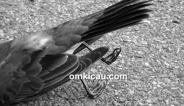 penyebab burung mati mendadak penyebab burung mati mendadak