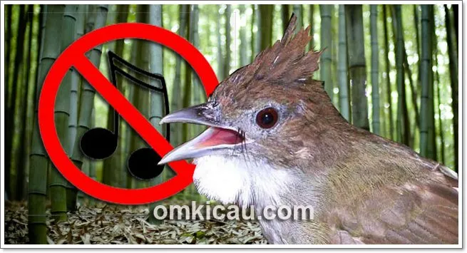 Mengatasi burung cucak jenggot mogok bunyi Mengatasi burung cucak jenggot mogok bunyi