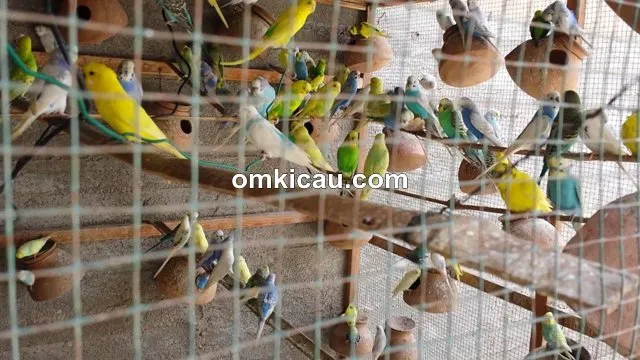 meredam perilaku agresif burung parkit meredam perilaku agresif burung parkit