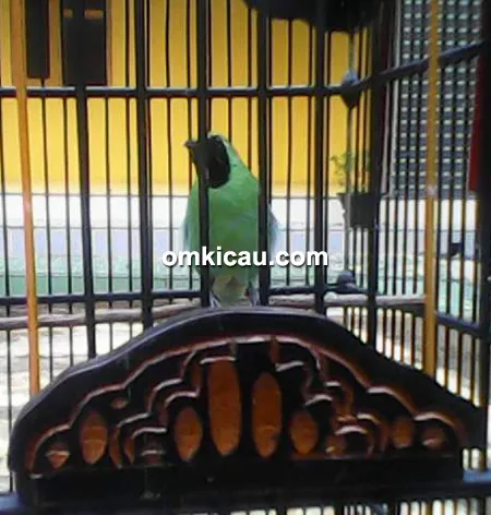 perawatan cucak ijo