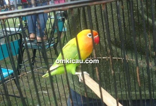 Lovebird Bit Toint Lovebird Bit Toint