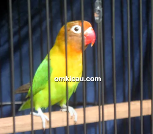 Lovebird Bob Marley