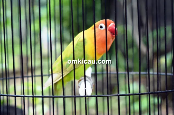 Lovebird Roda Gila Lovebird Roda Gila