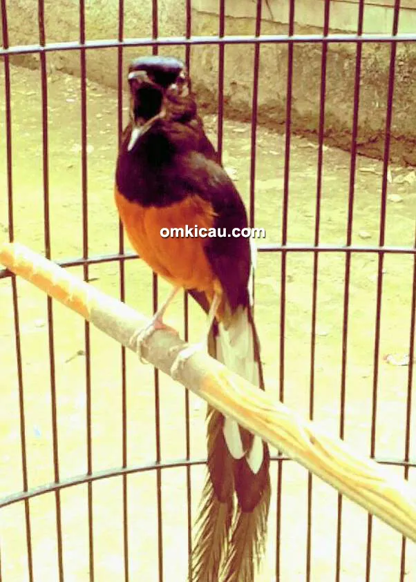 Murai batu Anak Tangsel Murai batu Anak Tangsel