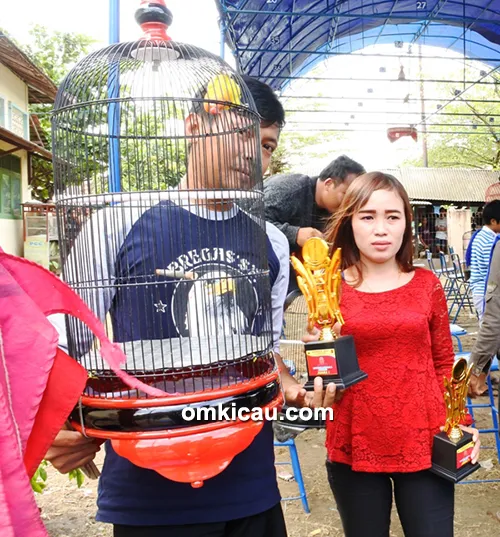 lovebird Kuning Jr