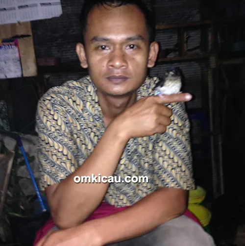 breeding murai batu ring DRaBF KLT breeding murai batu ring DRaBF KLT
