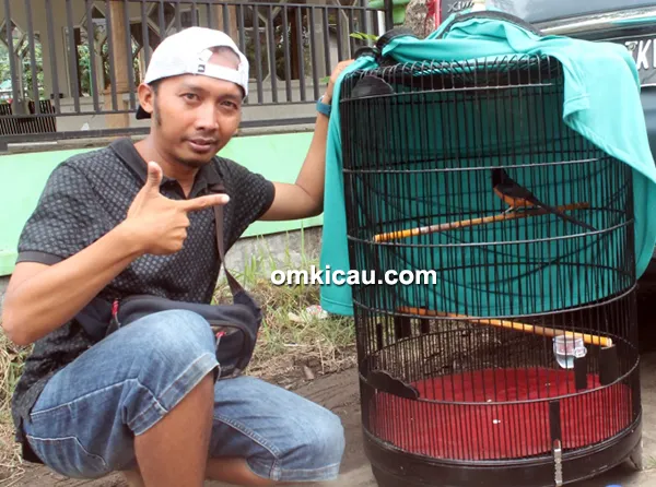 murai batu Semar Sakti