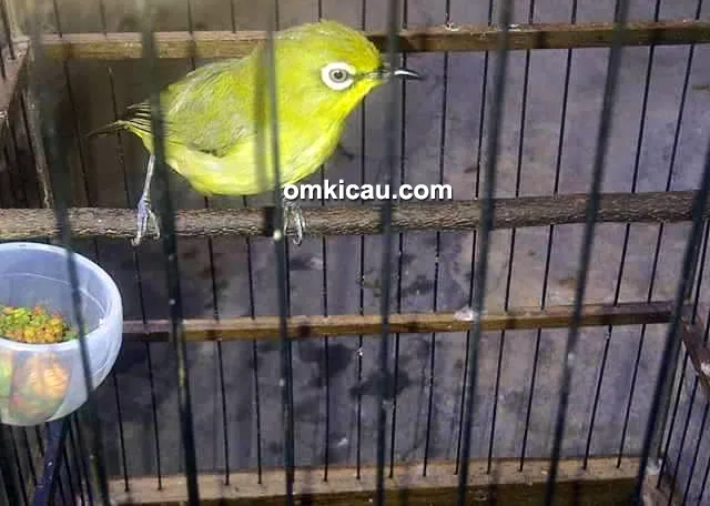 perawatan pleci Bachri