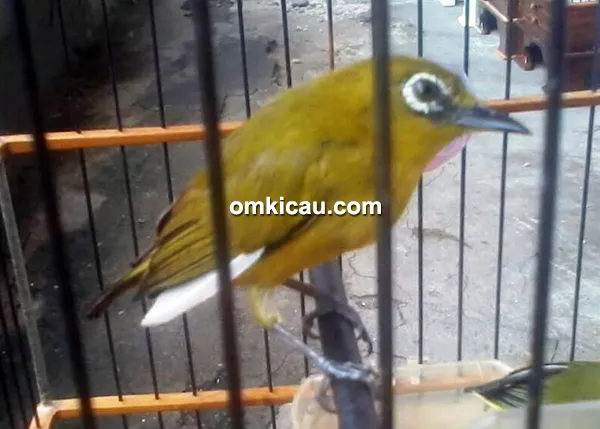 Pleci Bachri Pleci Bachri